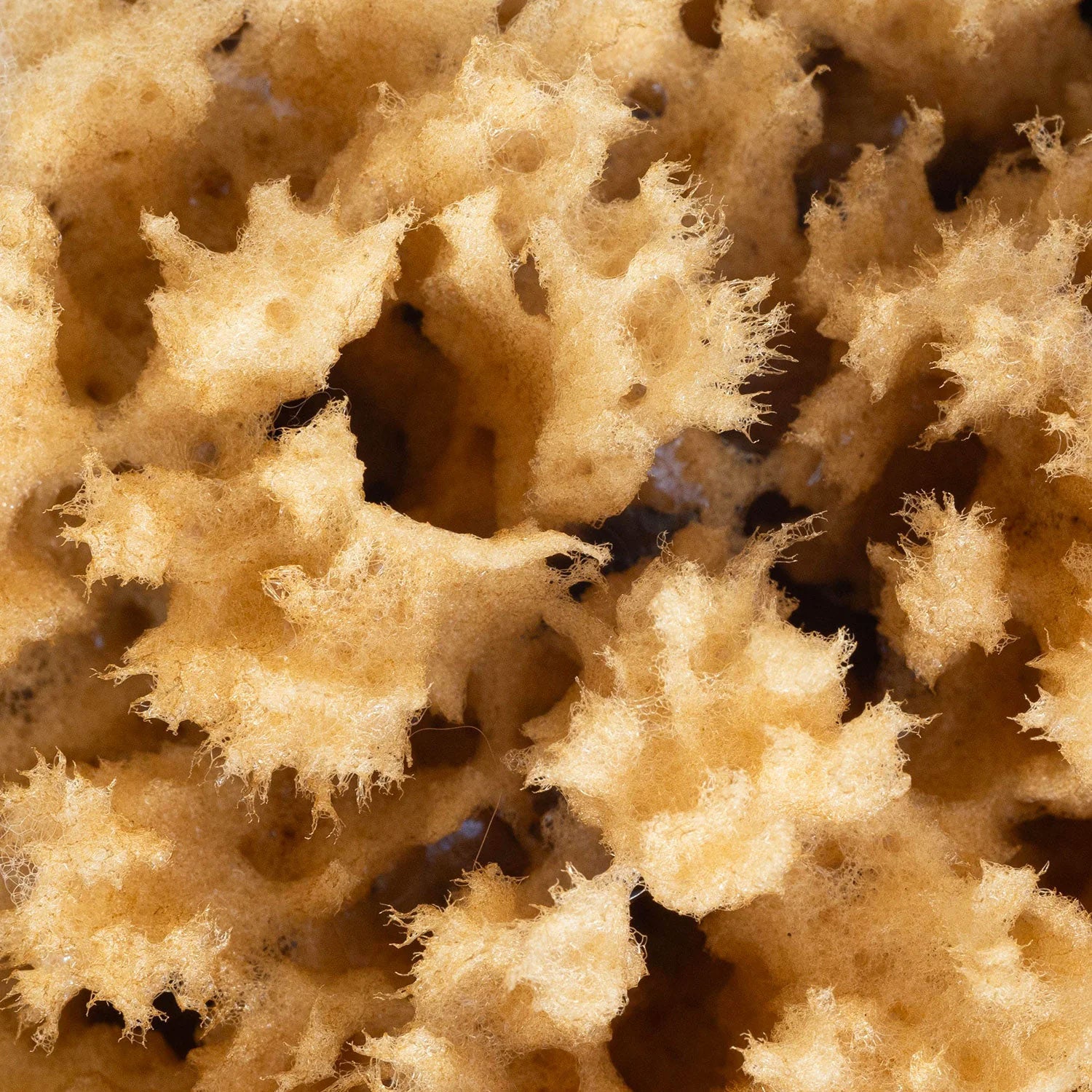 Natural Body Sea Sponge – Biodegradable Body Exfoliator