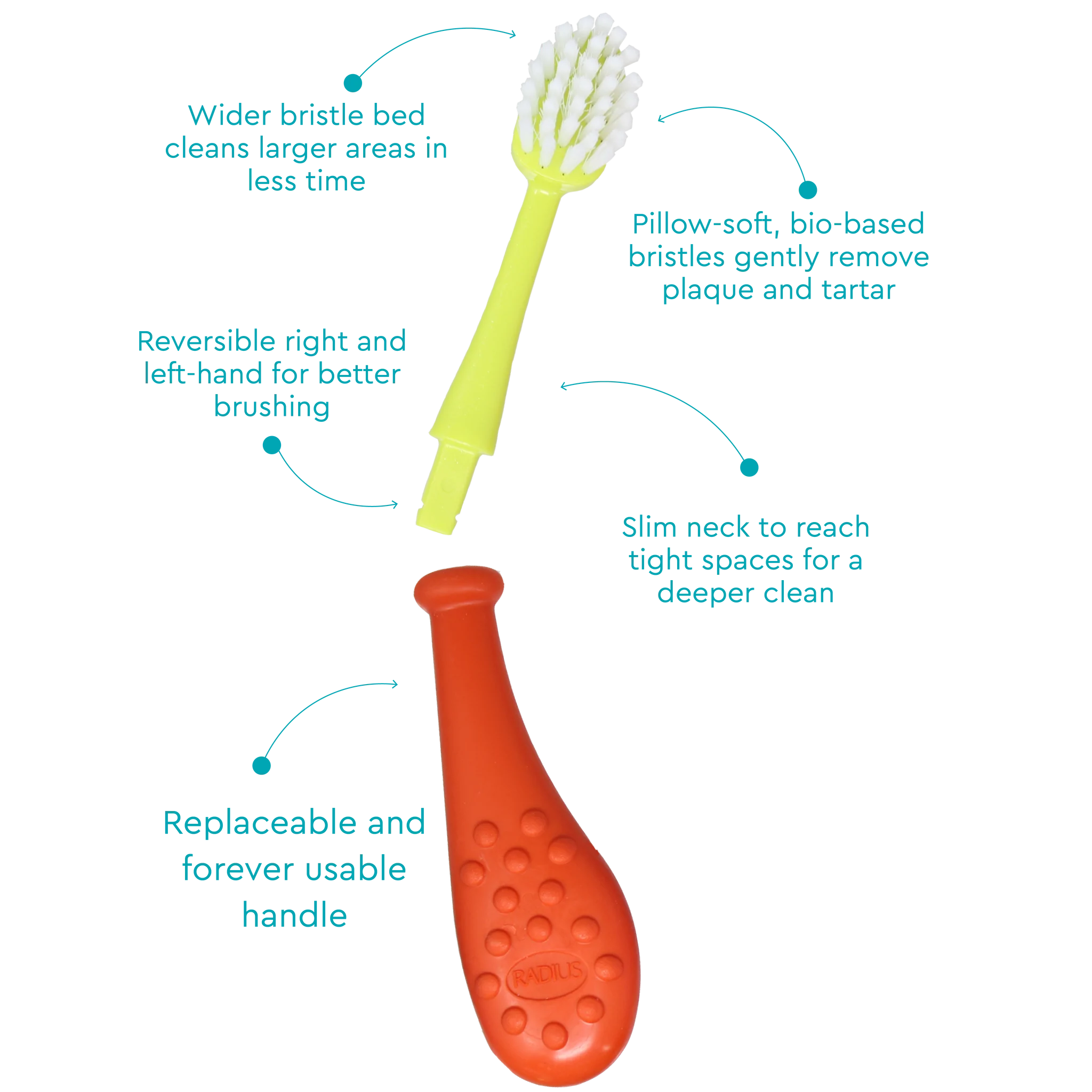 RADIUS Big Kidz Replaceable Head Forever Brush